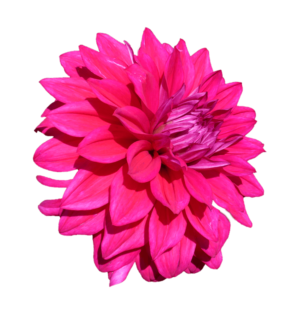 Dahlia PNG demo